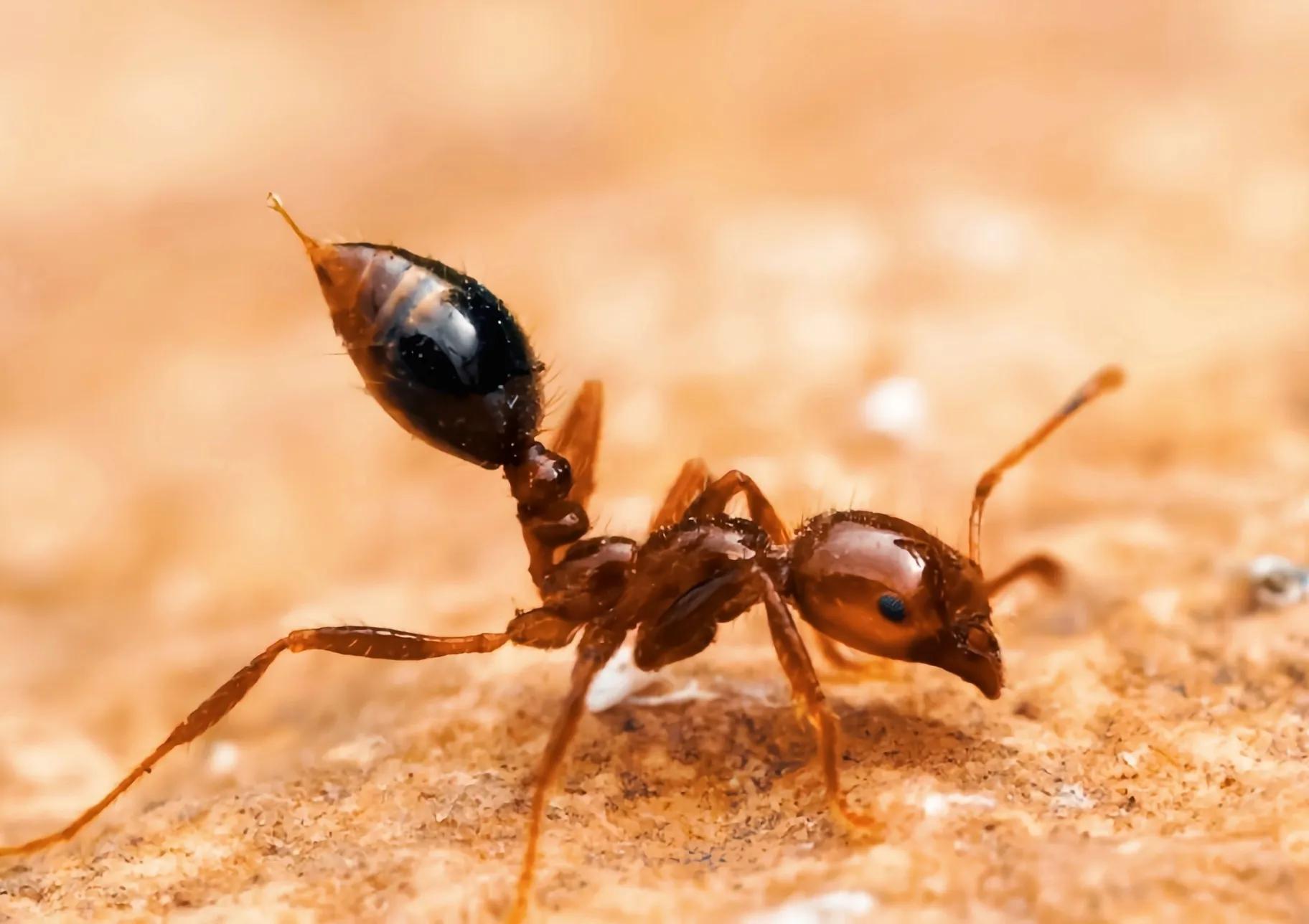 孩子蚊虫叮咬止痒药膏,蚊虫叮咬后眼睛肿怎么办