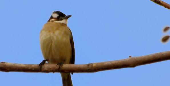 椋鸟怎么喂才能活下来,黄鹂鸟的驯养