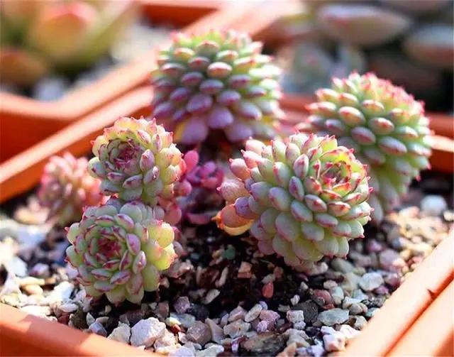 多肉小绿植怎么养,多肉植物小精灵怎么养