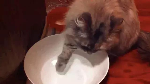 白色猫病,爱喝水的猫得了什么病