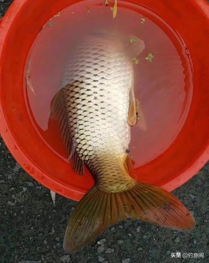 各种钓鱼打窝方式,十种打窝方式视频