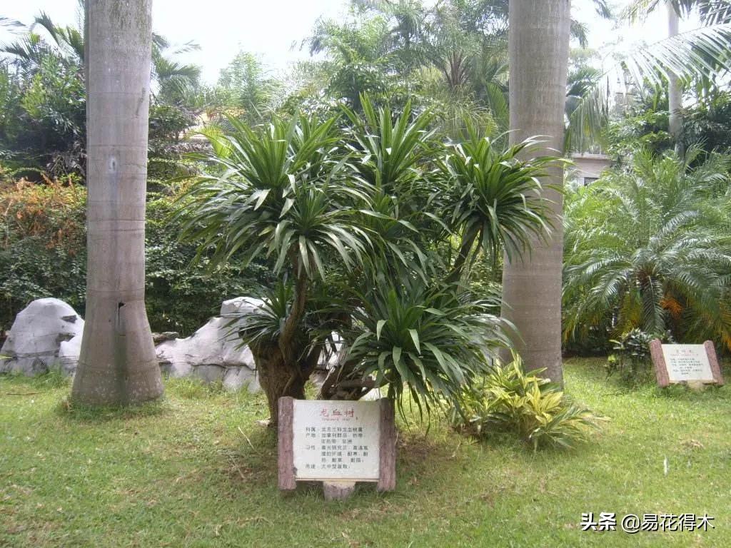 龙血树原材料,龙血树人工驯化史