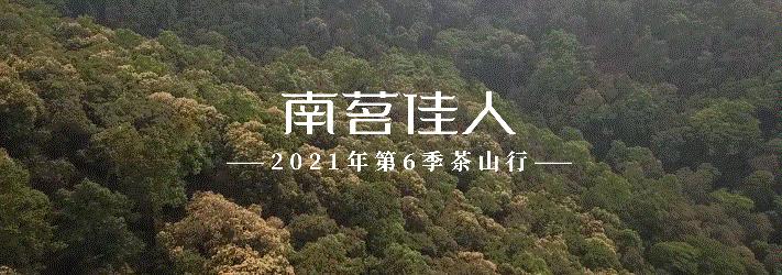 冰岛老寨大秋茶园的茶是真的吗,冰岛五寨之一糯伍什么口感