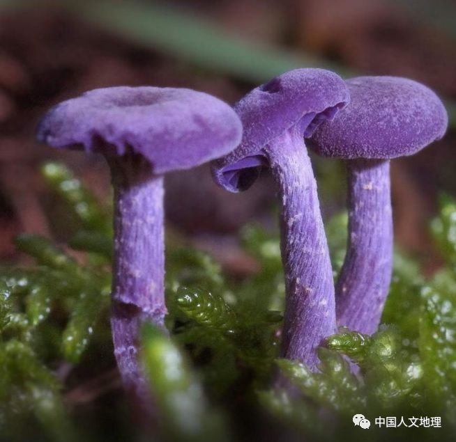 摄影彩色蘑菇,摄影师拍摄迷你蘑菇