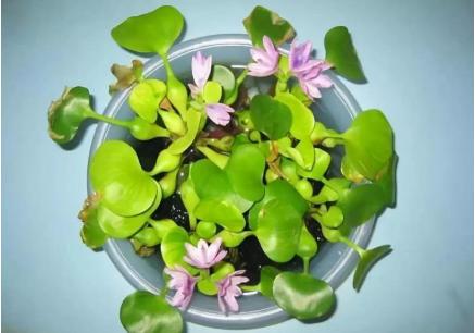 它是令人闻之色变的恶草，却不知价值珍贵，曾是名贵植物享誉世界