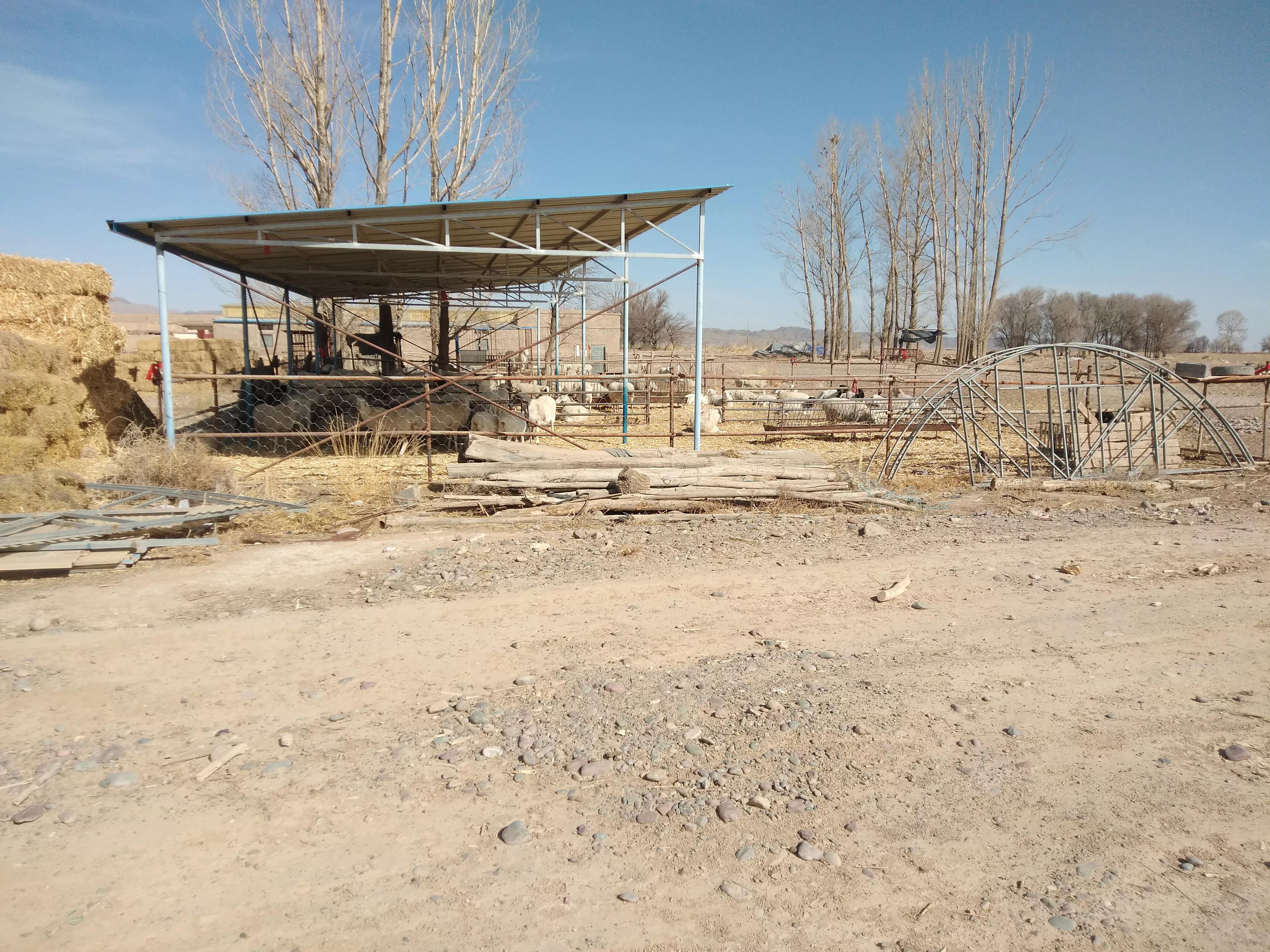 养100只羊如何盈利啊,养羊养什么羊效益最好