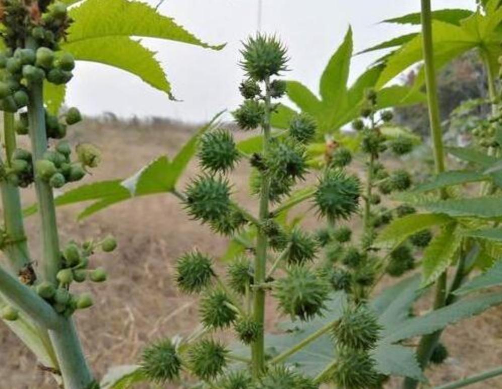 蓖麻子为什么成为了战略物资,蓖麻国家禁止吗