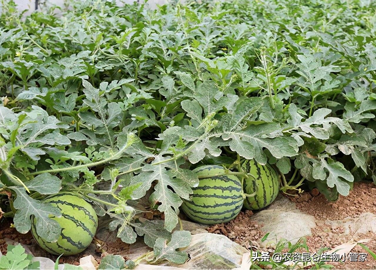 西瓜烂根属于什么病,西瓜烂根了怎么处理