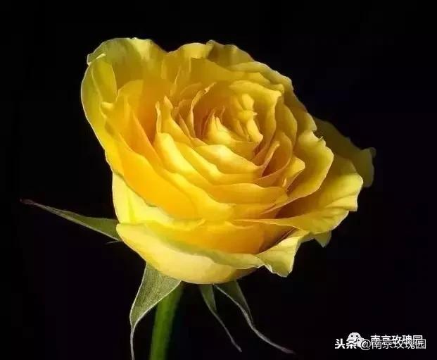 「花师傅开课啦」爱花人必知！南京*瑰园玫**为你科普百种玫瑰