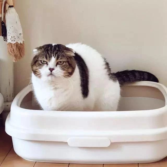 猫咪吃猫饭便便不臭,你家猫拉屎有多臭