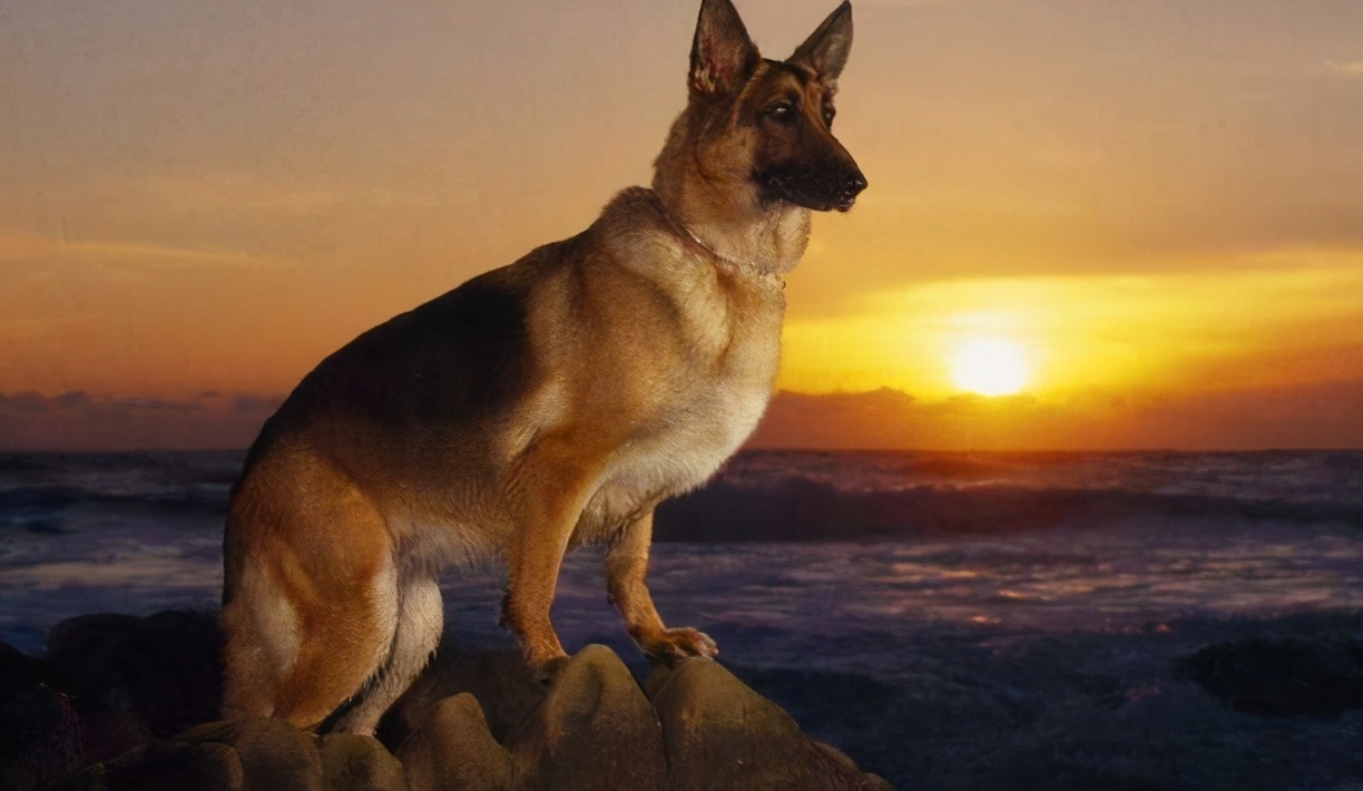 德国牧羊犬犬种介绍,德国牧羊犬是不是危险犬种