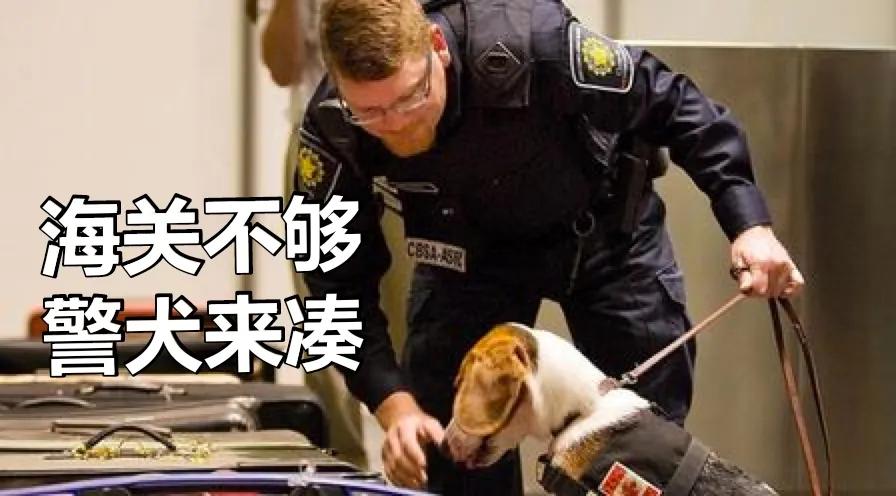 留学生回国海关行李怎么办,留学生行李被海关扣了怎么办