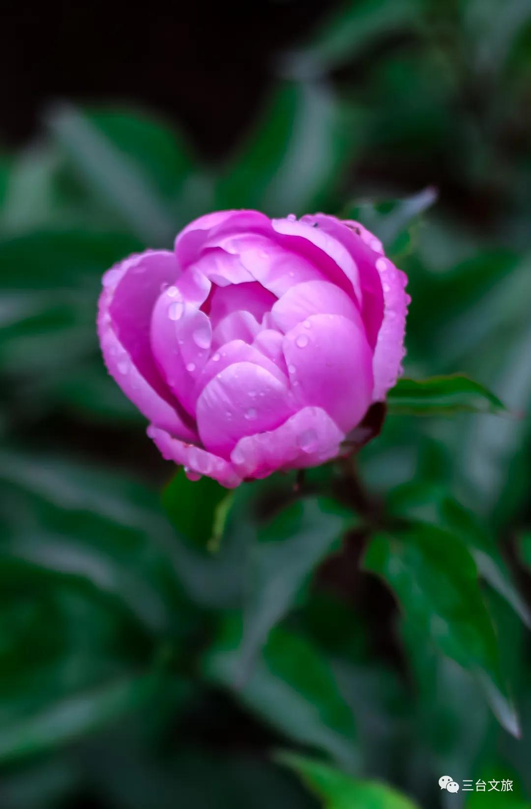 泉城公园芍药花开娇艳欲滴赛牡丹,含苞待放的芍药花娇艳欲滴