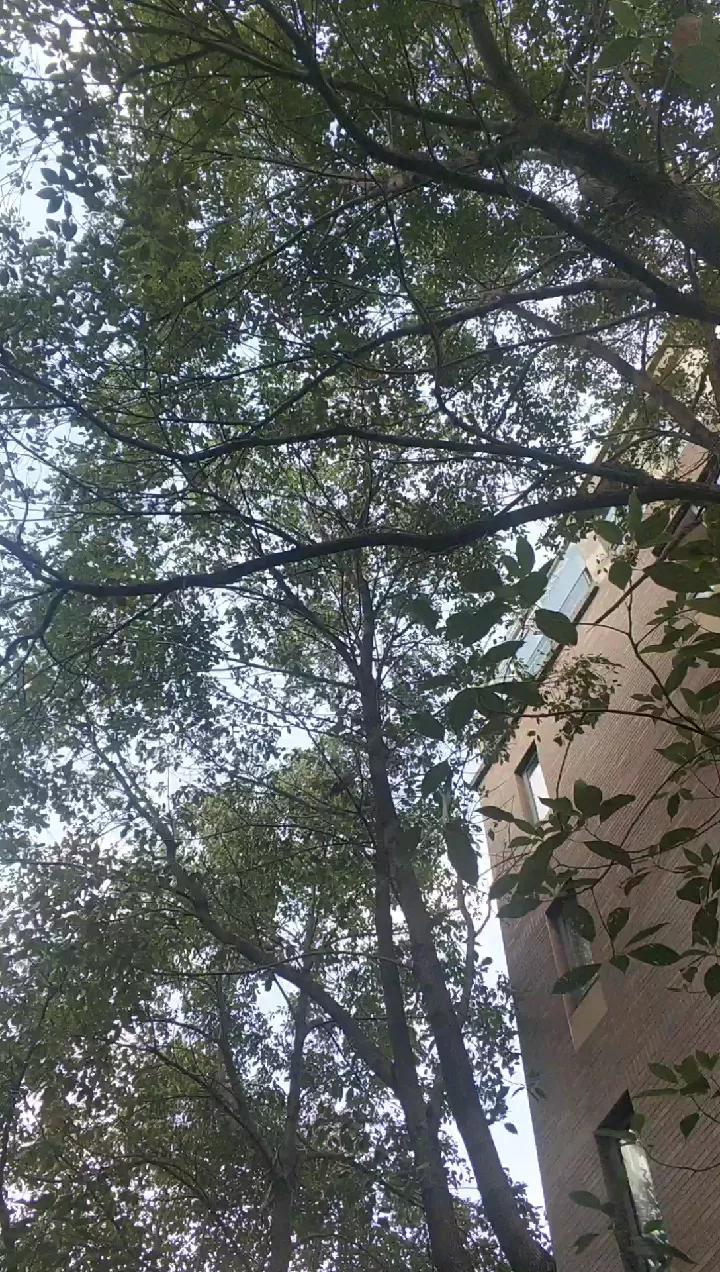 童年玩过的八种弹弓的视频,我的兴趣爱好是玩游戏英语