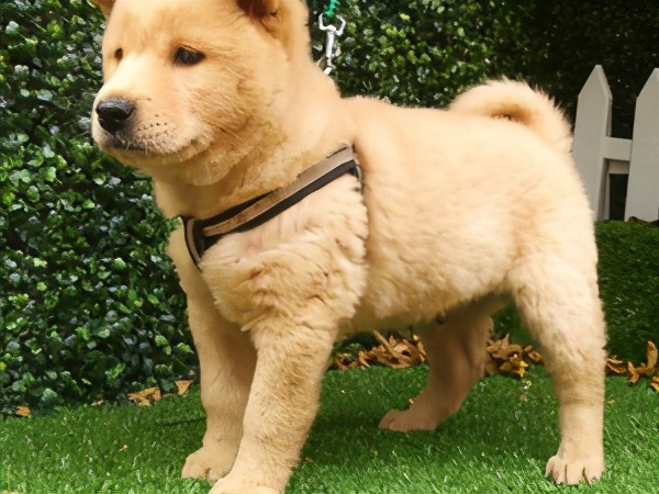 适合家养且不掉毛的狗狗有哪些,狗狗有这些特点其实没有那么长命