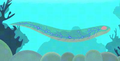 电鳗可以给手机充电吗,用电鳗给手机充电