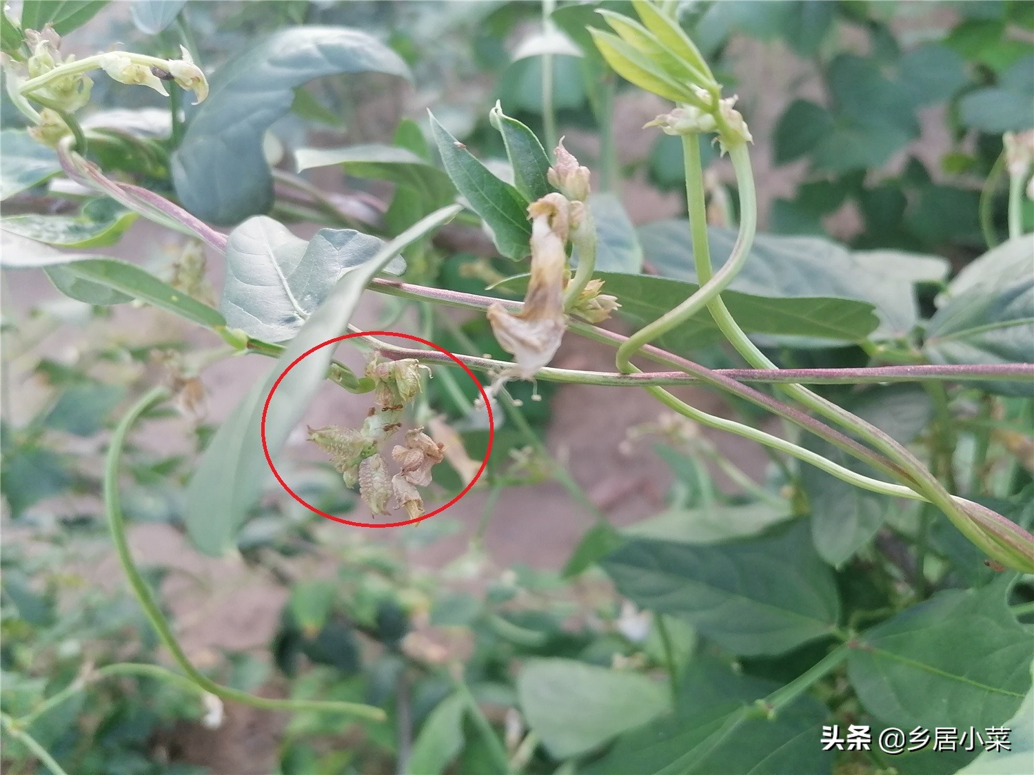 豆角棵上的蚂蚁怎么治,豆角秧生蚂蚁怎么办