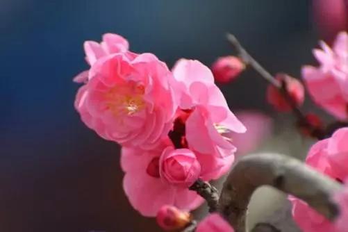 最美暮春诗词100首,秋冬花的优美诗词