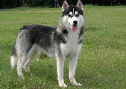 哈士奇要怎么养好它,哈士奇要怎么养