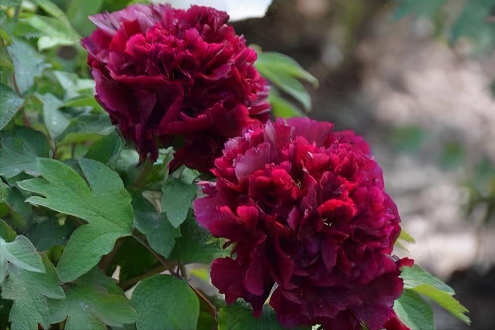 洛阳四月正是牡丹盛开的季节,洛阳牡丹几月几日开最美