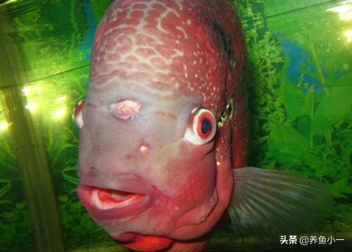 鹦鹉鱼头洞病多久治疗一次,观赏鱼头洞病怎么治疗最好