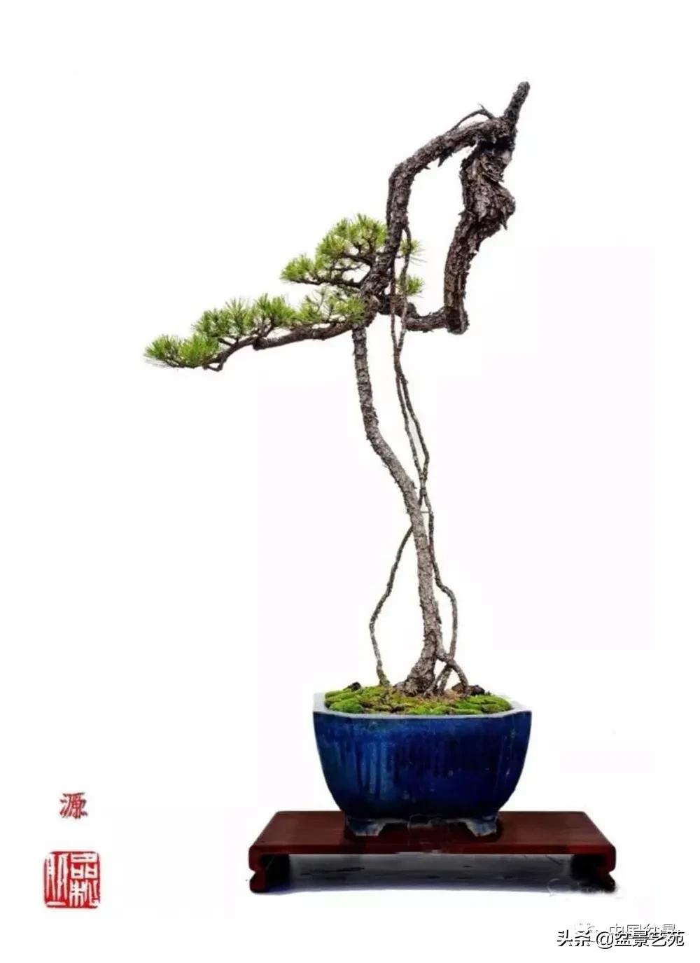 盆景不是一招一式就能完成的,盆景各有各的玩法不用攀比