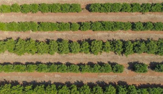 知道错了吗？澳大利亚柑橘滞留中国港口，议员猛批：太愚蠢