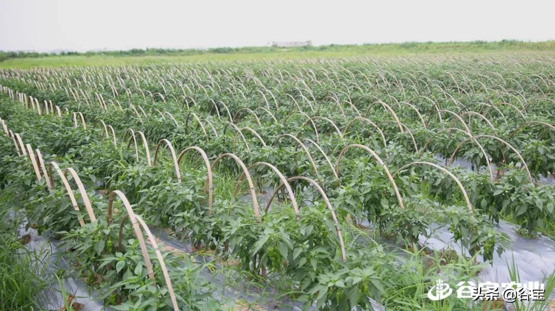 谷宝“六不用”——生态农业的初心与坚守