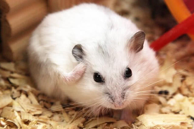 母仓鼠生了宝宝后吃掉宝宝,母仓鼠生完小仓鼠以后全吃了