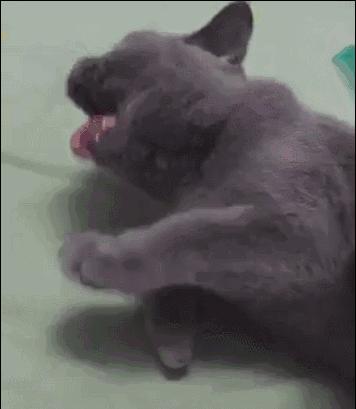 公猫可以有多个乳房吗,公猫也长乳房吗