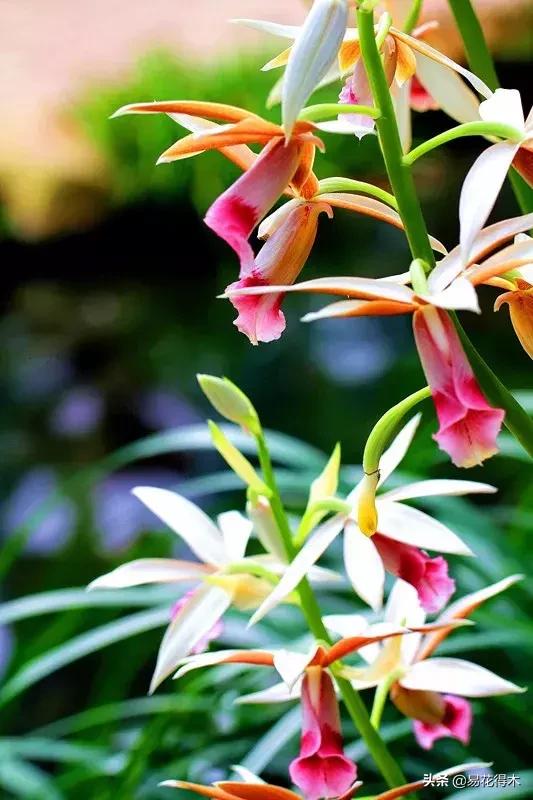 兰花推荐亭亭玉立的鹤顶兰,金斑鹤顶兰花