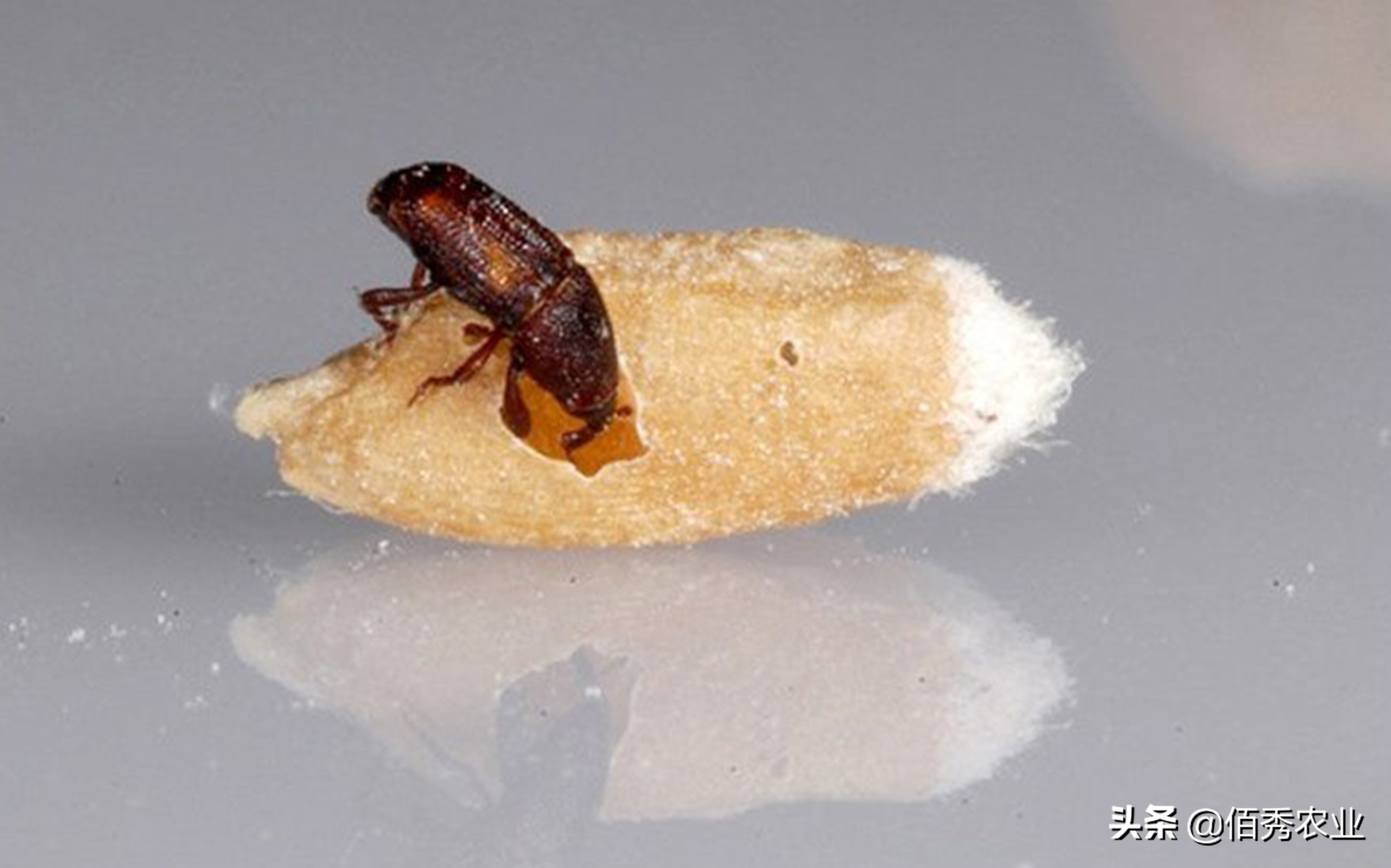 小麦田间杂草如何防治,小麦常见病防治方案