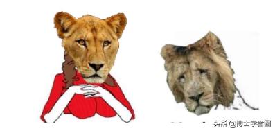 母狮一天发情40次，还追着公狮咬蛋蛋？根本不是这样啊....