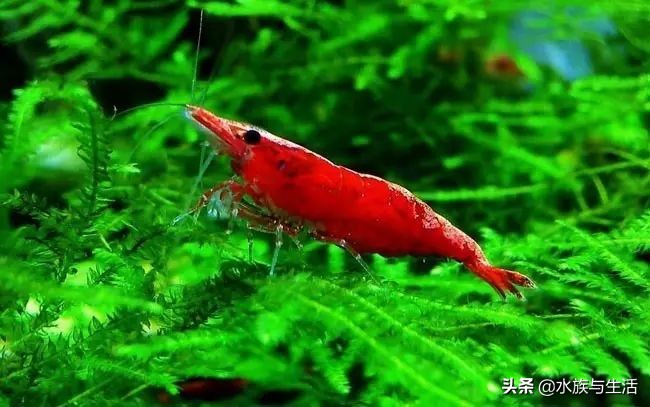 樱花虾极火虾这类观赏虾能长多大,观赏樱花虾极火虾