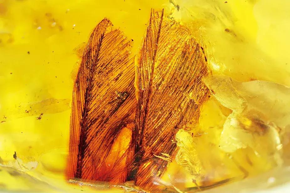 波罗的海琥珀磨砂,波罗的海琥珀血珀