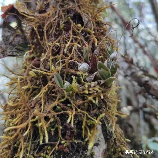 石斛分类小知识,石斛多少种哪一种比较好