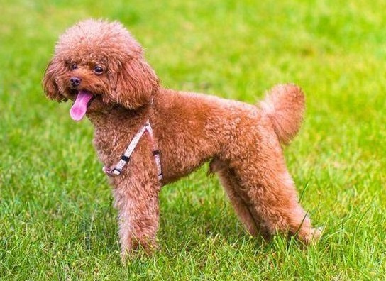 泰迪幼犬的注意事项,关于泰迪幼犬的知识