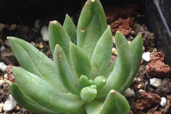 多肉千佛手叶片发蔫？这4种情况都有可能导致，看看如何解决！