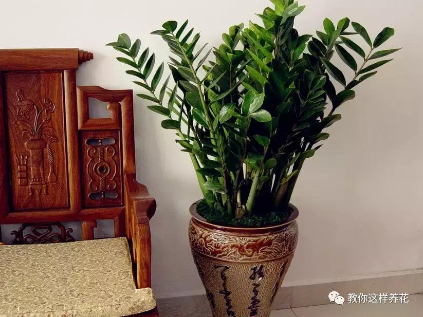 家里三种最旺财的花卉,家里招财旺宅的花