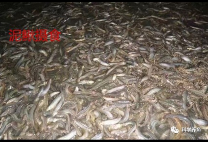 庄稼汉泥鳅养殖是骗局吗,汉川泥鳅养殖技术