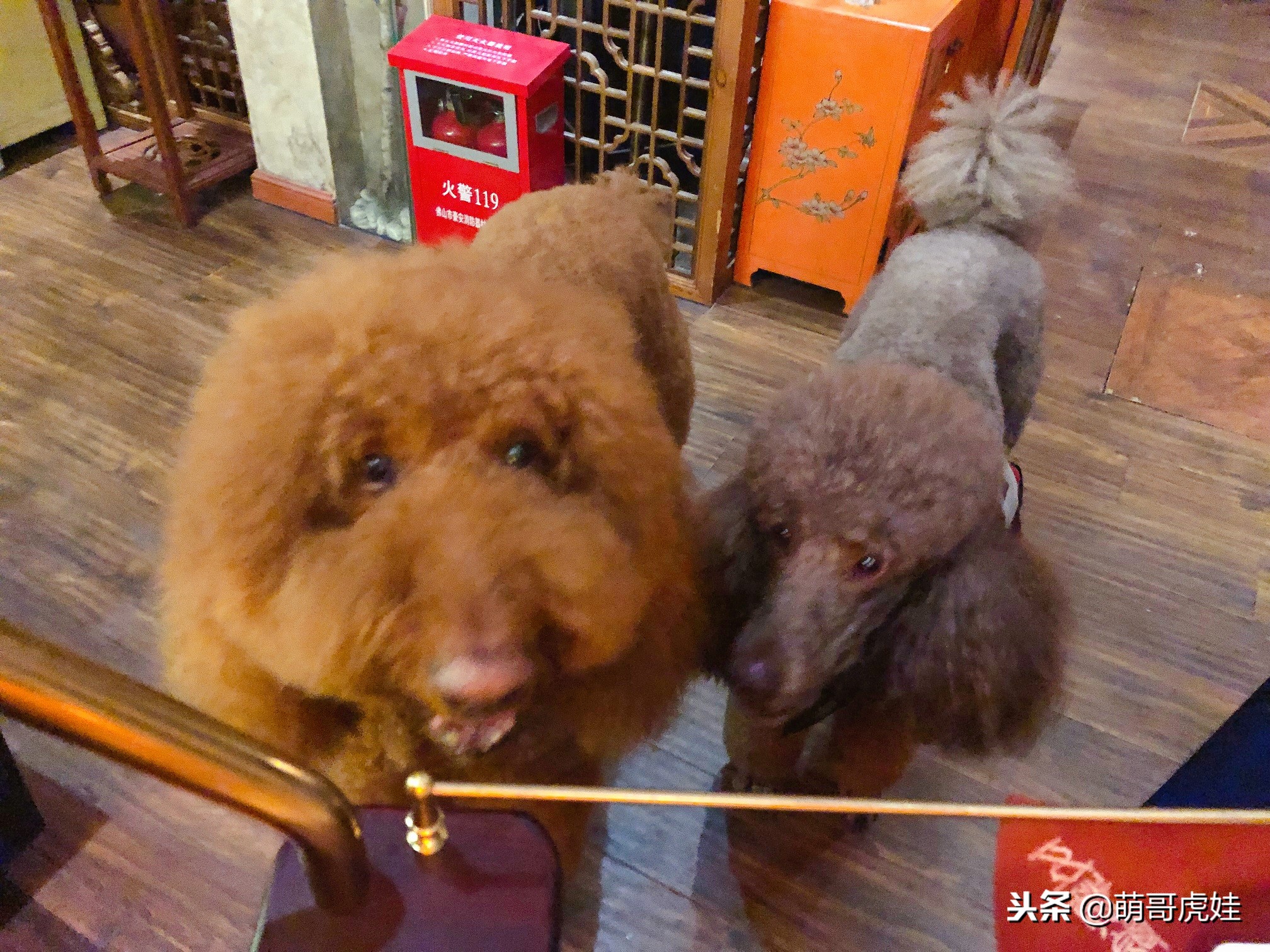 自从养了一只狗偷偷吃东西,自从养了狗偷吃东西都得偷偷摸摸