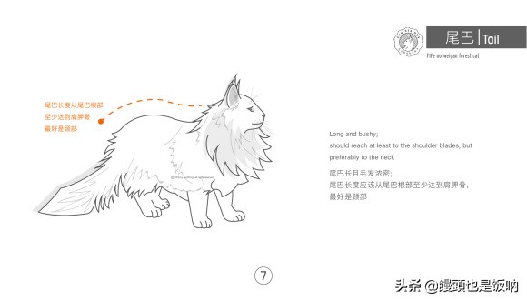 挪威森林猫养殖方法,挪威森林猫怎么养需要注意什么