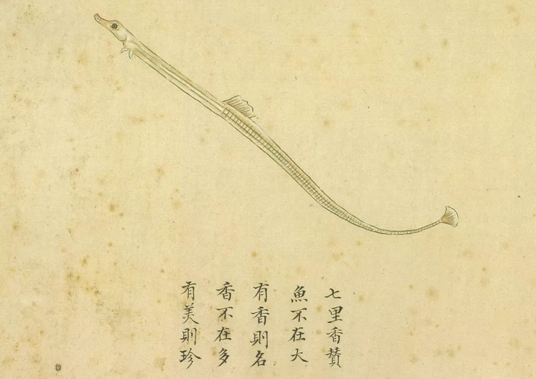 没错，你听过的“七里香”竟然还能吃