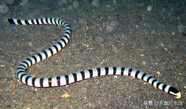 100种有毒的蛇,10种最毒的蛇是哪种蛇