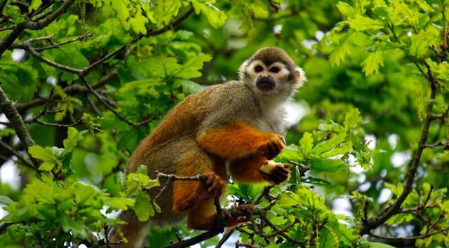 为什么哺乳动物都是4肢,为什么哺乳动物只有一个生殖器官