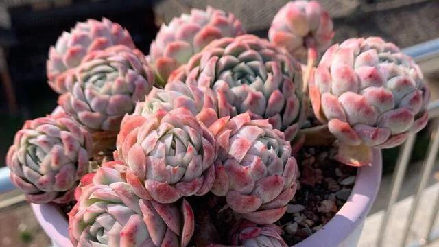 多肉冰梅和贝瑞哪个更容易出状态,多肉冰梅怎么养爆盆