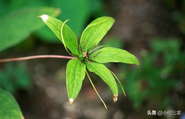 小何三农：治疗咽喉肿痛的原材料，与您分享七叶一枝花的种植经验