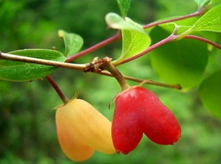 百种水果,100种果子大全