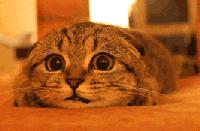 甲减病人减肥最有效的方法,得了甲减不容易减肥吗