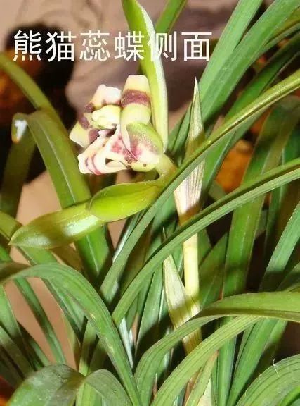 中国兰花的鉴赏标准,中国兰花特征介绍